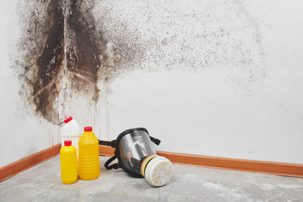 Best Certified Mold Removal  in Hope Valley, RI
