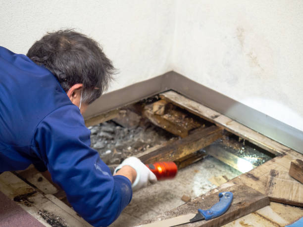 Best Mold Removal Near Me  in Hope Valley, RI
