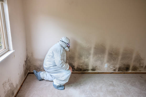 Best Mold Remediation  in Hope Valley, RI