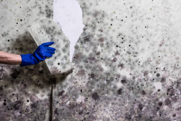 Best Home Mold Removal  in Hope Valley, RI