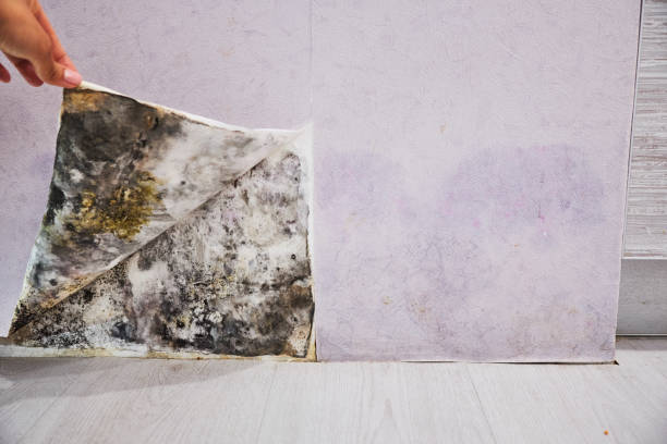 Best Local Mold Removal Service  in Hope Valley, RI